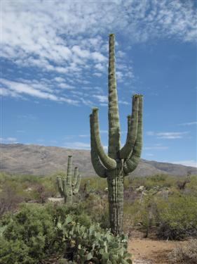 Saguaro